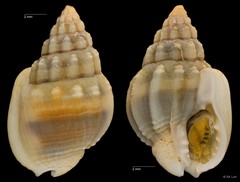 Nassarius jacksonianus • © RK Loh • All Rights Reserved