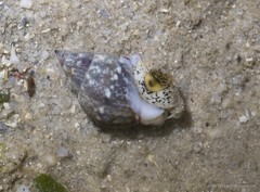 Nassarius limnaeiformis (Dunker, 1847)