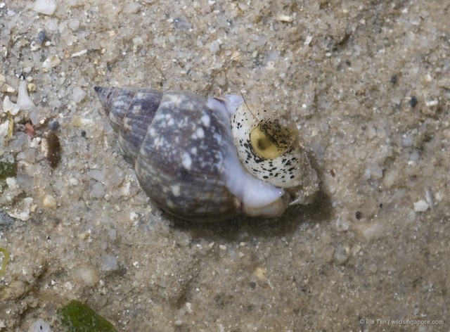 Nassarius limnaeiformis • © Ria Tan • All Rights Reserved