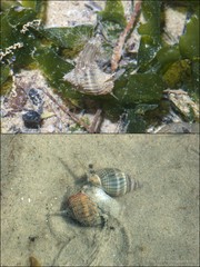 Nassarius livescens • © Ria Tan • All Rights Reserved