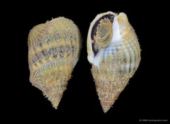 Nassarius livescens