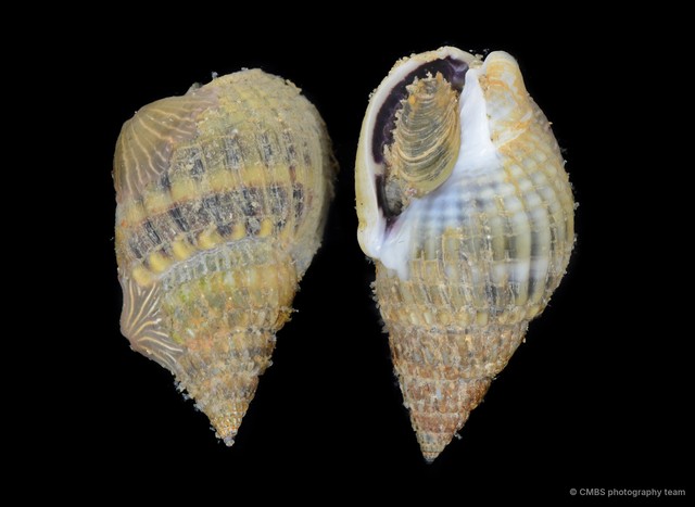 Nassarius livescens • © CMBS photography team • All Rights Reserved