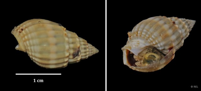 Nassarius nodiferus