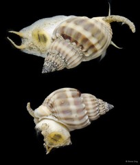 Nassarius nodiferus • © Rene Ong • All Rights Reserved