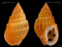 Nassarius nodiferus • © RK Loh • All Rights Reserved