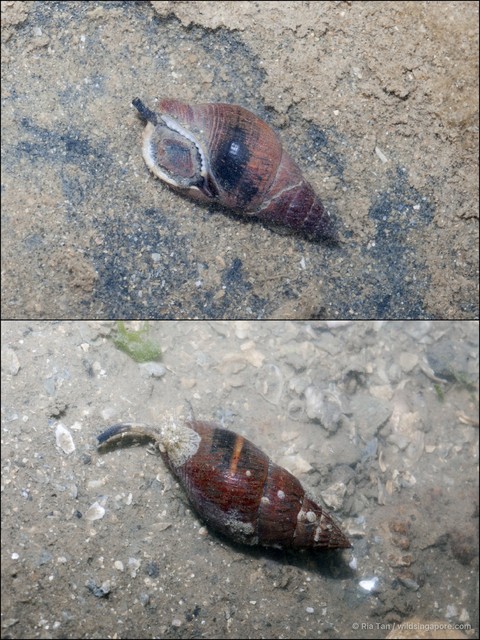 Nassarius olivaceus