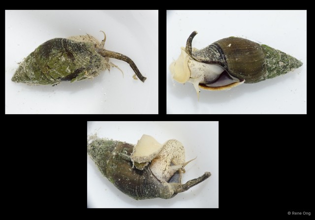 Nassarius olivaceus