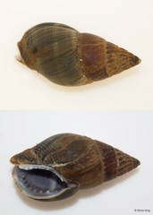 Nassarius olivaceus • © Rene Ong • All Rights Reserved