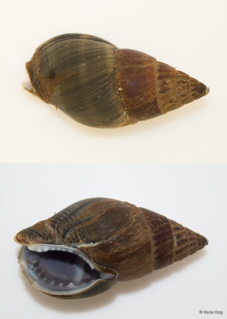 Nassarius olivaceus