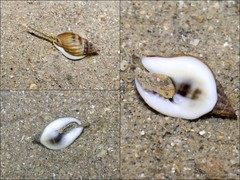 Nassarius pullus • © Ria Tan • All Rights Reserved