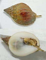 Nassarius pullus • © Rene Ong • All Rights Reserved