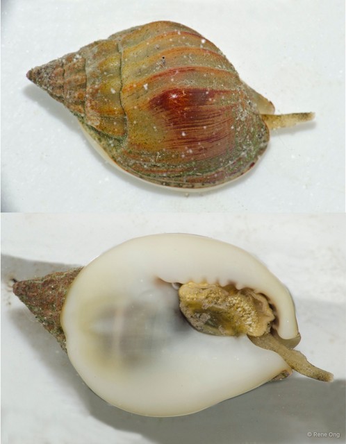 Nassarius pullus