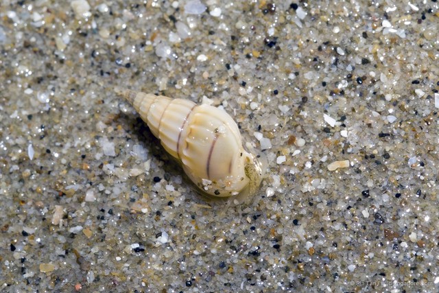 Nassarius teretiusculus • © Ria Tan • All Rights Reserved