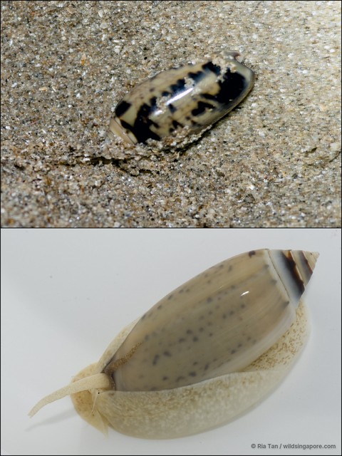 Oliva tigridella • © Ria Tan • All Rights Reserved