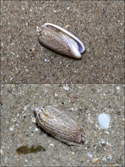 Oliva mustelina virgata • © Ria Tan • All Rights Reserved