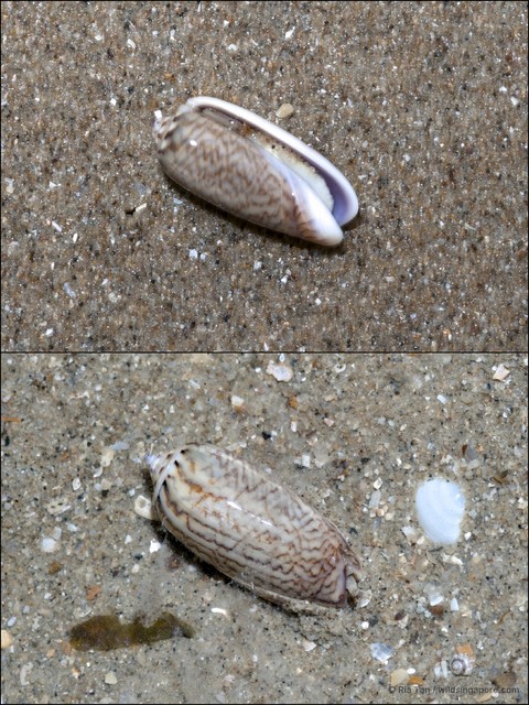 Oliva mustelina virgata