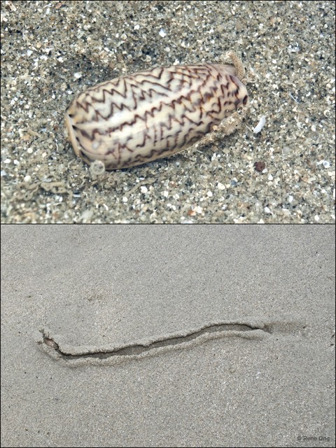 Oliva mustelina virgata