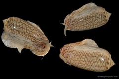 Oliva mustelina virgata • © CMBS photography team • All Rights Reserved