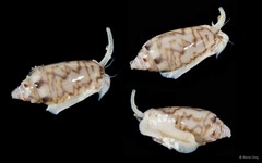 Oliva mustelina virgata • © Rene Ong • All Rights Reserved