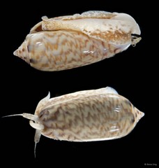 Oliva mustelina virgata • © Rene Ong • All Rights Reserved