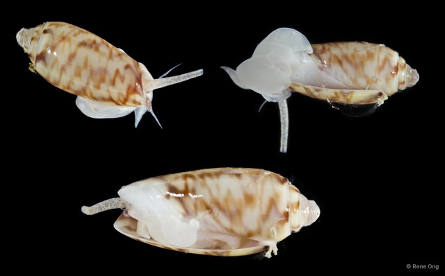 Oliva mustelina virgata