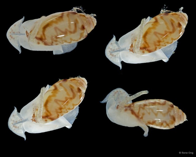 Oliva mustelina virgata