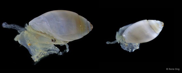 Olivella micula • © Rene Ong • All Rights Reserved