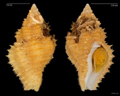 Cantharus cecillei (R.A.Philippi, 1844)