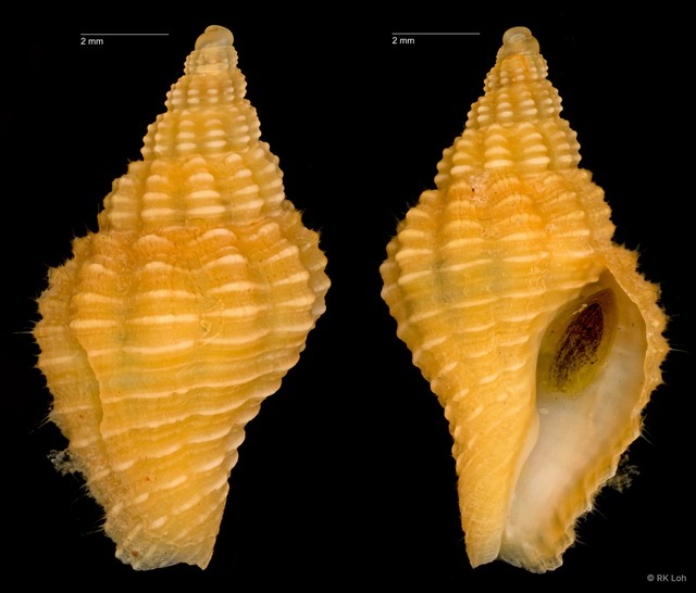 Pollia fumosa