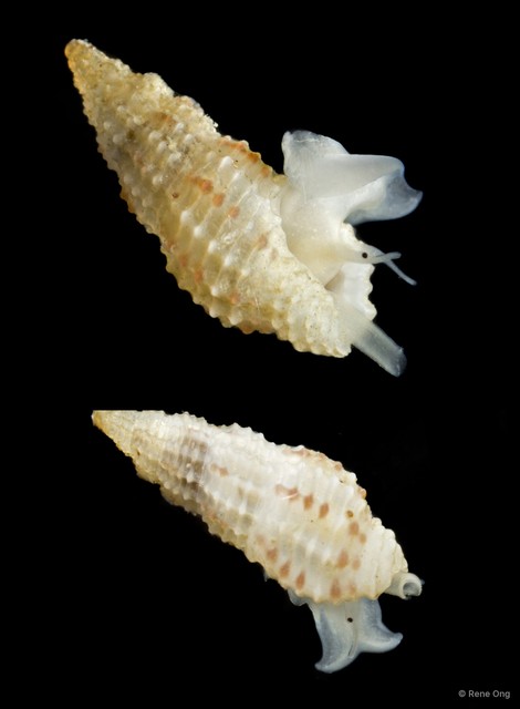 Raphitomidae sp. "fa162864" • © Rene Ong • All Rights Reserved
