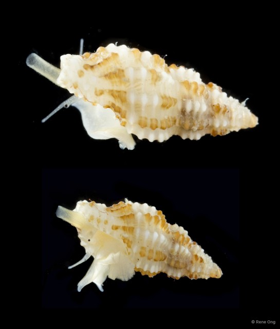 Raphitomidae sp. "fa1628a6" • © Rene Ong • All Rights Reserved