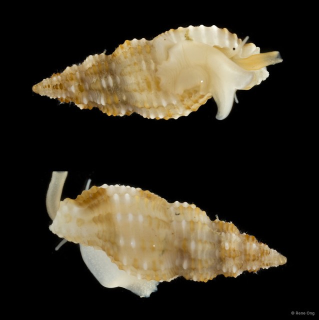Raphitomidae sp. "fa1628b2" • © Rene Ong • All Rights Reserved
