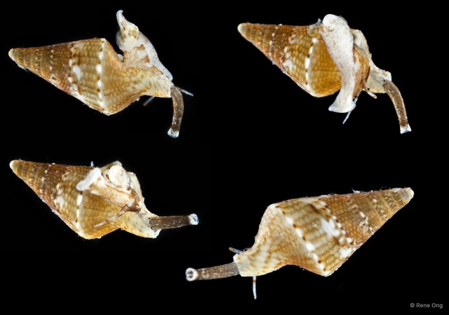 Turridae sp. "1" • © Rene Ong • All Rights Reserved