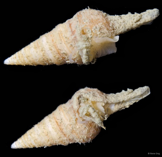 Turridae sp. "2" • © Rene Ong • All Rights Reserved