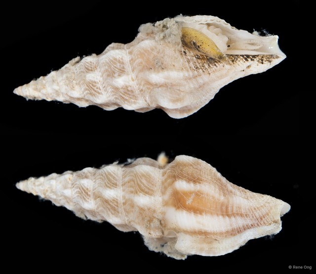 Turridae sp. "3" • © Rene Ong • All Rights Reserved