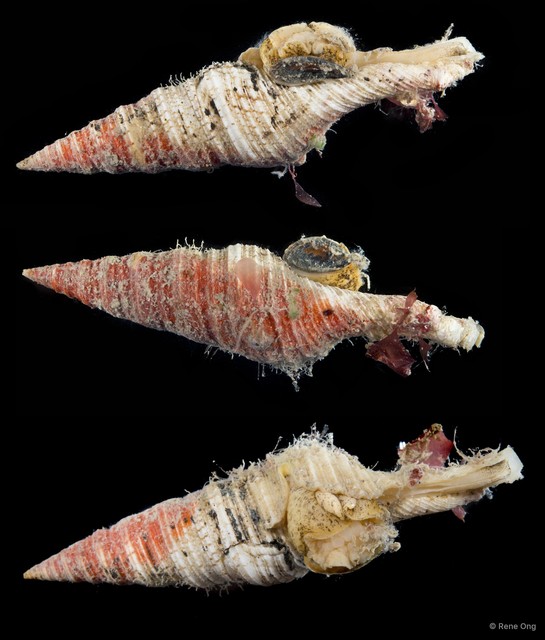 Turridae sp. "4" • © Rene Ong • All Rights Reserved