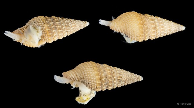 Turridae sp. "fa16286d" • © Rene Ong • All Rights Reserved