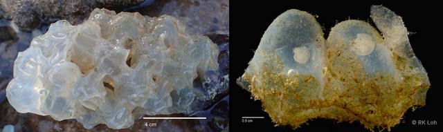 Cymbiola nobilis