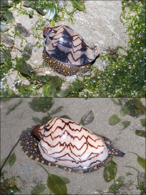Cymbiola nobilis