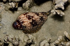 Cymbiola nobilis • © Rene Ong • All Rights Reserved