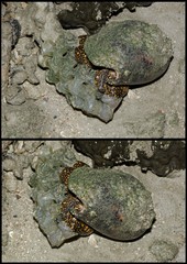 Cymbiola nobilis • © Rene Ong • All Rights Reserved