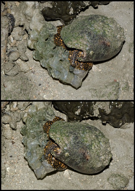 Cymbiola nobilis