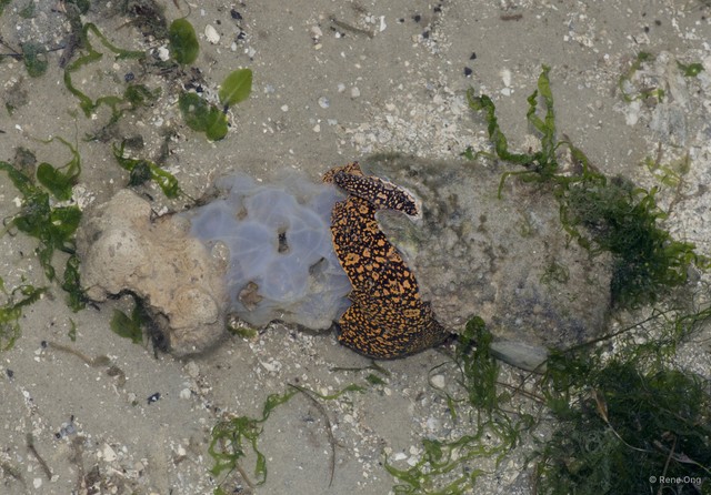 Cymbiola nobilis