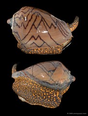 Cymbiola nobilis • © CMBS photography team • All Rights Reserved