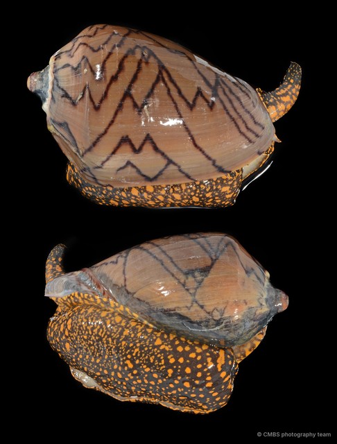 Cymbiola nobilis