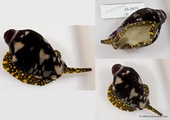 Cymbiola nobilis • © CMBS photography team • All Rights Reserved