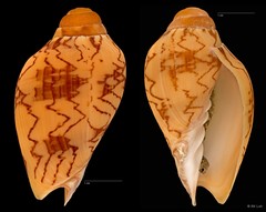 Cymbiola nobilis