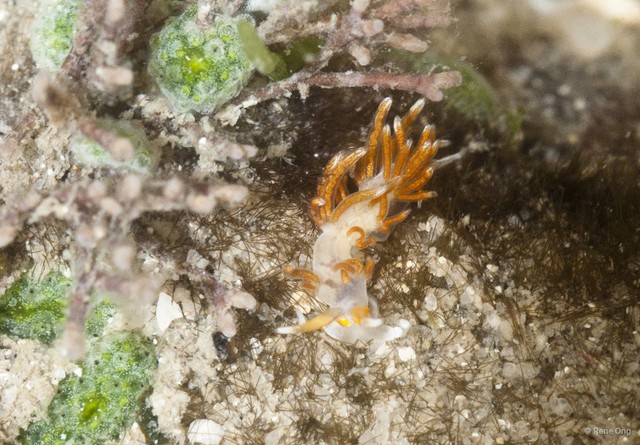 Aeolidioidea sp. "912ca87c" • © Rene Ong • All Rights Reserved