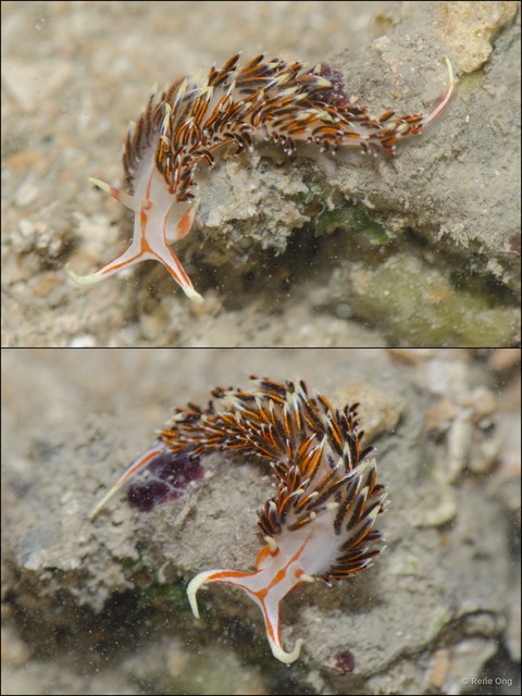 Aeolidioidea sp. "912ca940" • © Rene Ong • All Rights Reserved