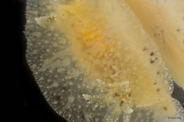 Doridoidea sp. "Dorid nudibranch 1" • © Rene Ong • All Rights Reserved
